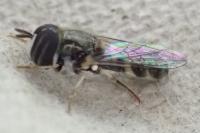 Paragus quadrifasciatus