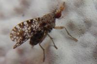 Trypetoptera punctulata