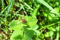 Helophilus pendulus