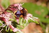 Phasia aurigera