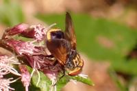 Phasia aurigera