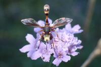 Physocephala vittata