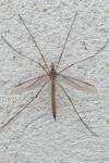 Tipula oleracea