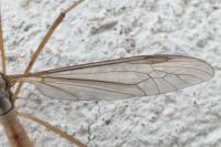 Tipula oleracea