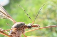 Tipula oleracea