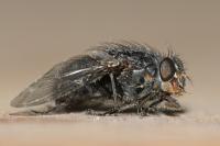 Calliphora vicina