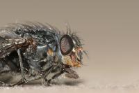 Calliphora vicina