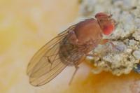 Drosophila melanogaster