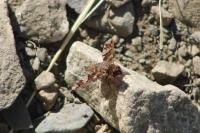 Exoprosopa capucina