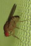 Drosophila immigrans