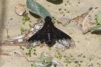 Hemipenthes morio