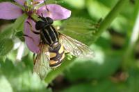 Helophilus pendulus