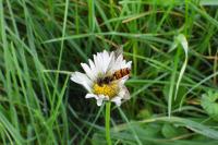 Episyrphus balteatus