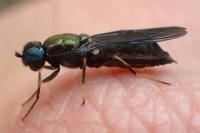 Chloromyia speciosa