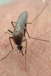 Culex pipiens