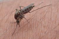 Culex pipiens
