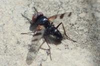 Plesina phalerata