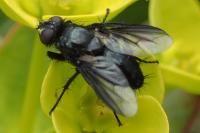 Nyctia halterata