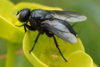 Nyctia halterata