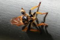 Pogonosoma maroccanum