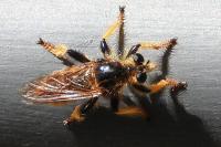 Pogonosoma maroccanum