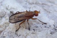 Tetanocera elata