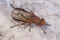 Tetanocera elata