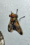 Ectophasia