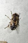 Eristalis similis