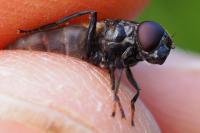 Cheilosia