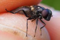 Cheilosia