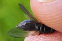 Cheilosia