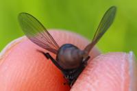 Cheilosia
