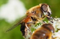 Eristalis similis