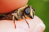 Eristalis tenax