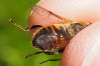 Eristalis tenax