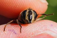 Eristalis tenax
