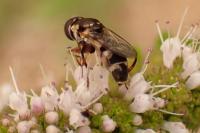 Syritta pipiens