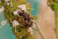 Syritta pipiens