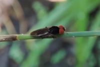 Chrysogaster solstitialis