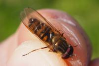 Episyrphus balteatus