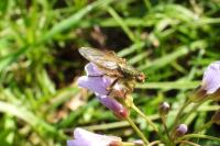 Scathophaga stercoraria
