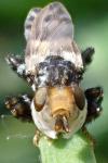 Myopa picta