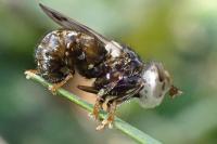 Myopa picta