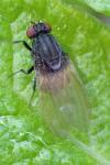 Minettia longipennis