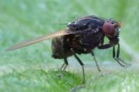 Minettia longipennis
