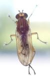 Tetanocera arrogans