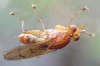 Tetanocera arrogans