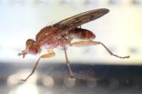 Tetanocera arrogans