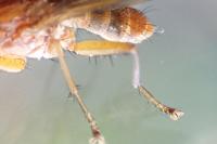 Tetanocera arrogans